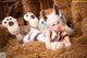 A woman in a bunny costume laying on a pile of hay.